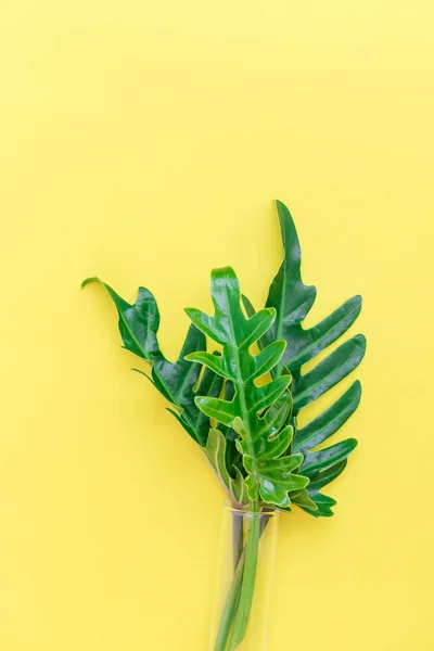 Lapos laikus filodendron trópusi levél, sárga cső üvegváza — Stock Fotó