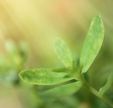 Metin için kopyalama alanı olan yeşil yapraklar