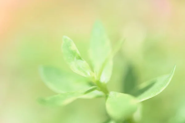 Green leaves background with copy space for text — Stock Photo, Image