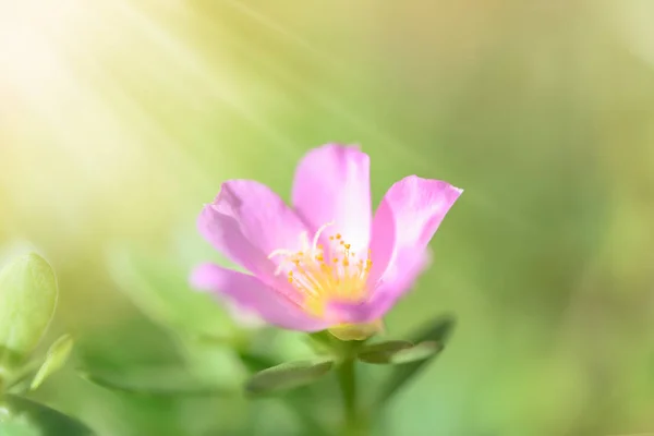 Beautiful small pink flower field with soft pastel background in — Stock Photo, Image