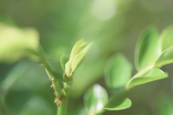 Green leaves background with copy space for text — Stock Photo, Image