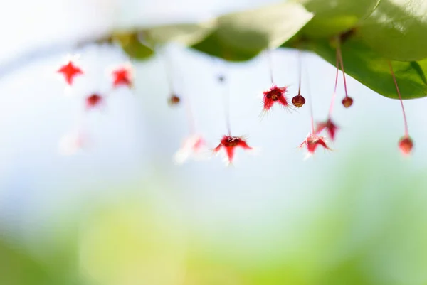 Pequeñas flores rojas hermosas con fondo de hoja verde — Foto de Stock