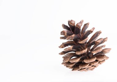 Beyaz arka planda çam kozalakları, Noel süsü