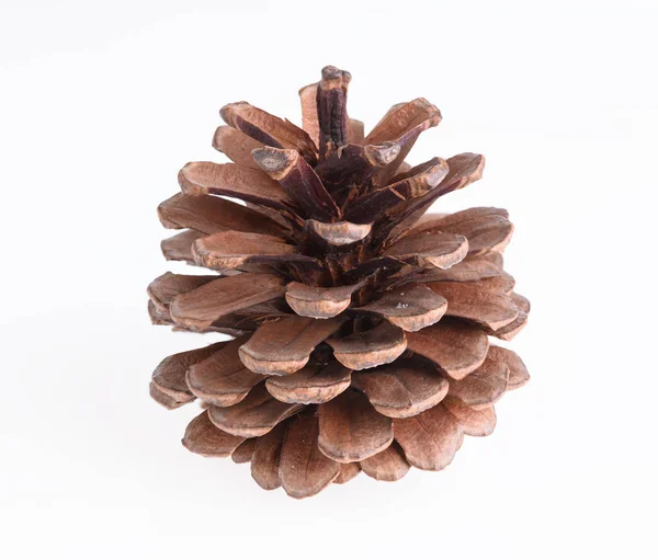 Coni di pino isolati su sfondo bianco, ornamento natalizio — Foto Stock