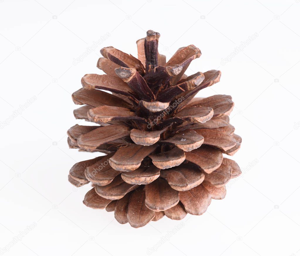 Pine cones isolated on white background,Christmas ornament