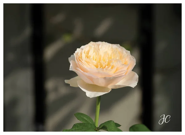 Beautiful Orange Roses Flower Morning Sun Light Outdoor Garden — Stock Photo, Image
