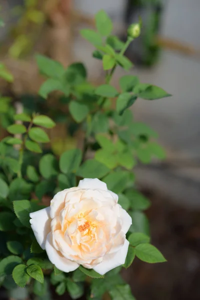 Beautiful Yellow Rose Flower Morning Sun Light Outdoor Garden — Stock Photo, Image