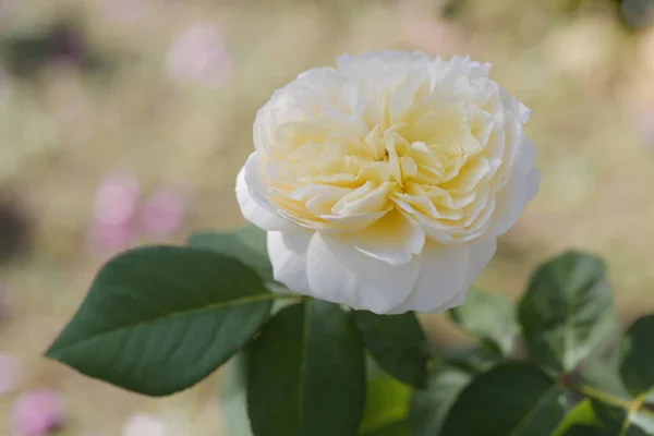 Beautiful Yellow Roses Flower Morning Sun Light Outdoor Garden — Stock Photo, Image