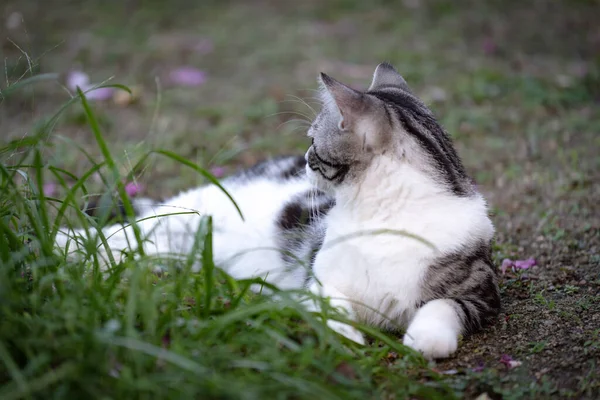 Lindo Gatinho Bonito Com Belos Olhos Amarelos Sentar Jardim Grama — Fotografia de Stock