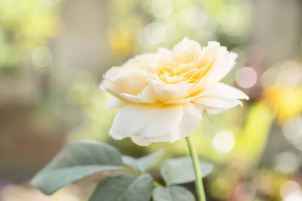 Όμορφο Κίτρινο Λουλούδι Τριαντάφυλλα Φως Του Ήλιου Πρωί Στον Εξωτερικό — Φωτογραφία Αρχείου