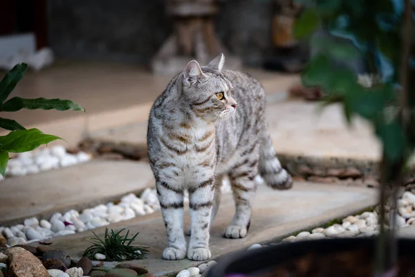 Lovely cute little cat with  beautiful yellow eyes stand on white stone garden outdoor