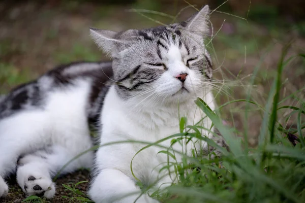 Precioso Lindo Pequeño Gato Con Hermosa Cara Dormir Verde Hierba —  Fotos de Stock