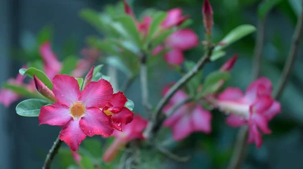 Belle Fleur Azalée Rose Dans Jardin Avec Nature Verte Fond — Photo