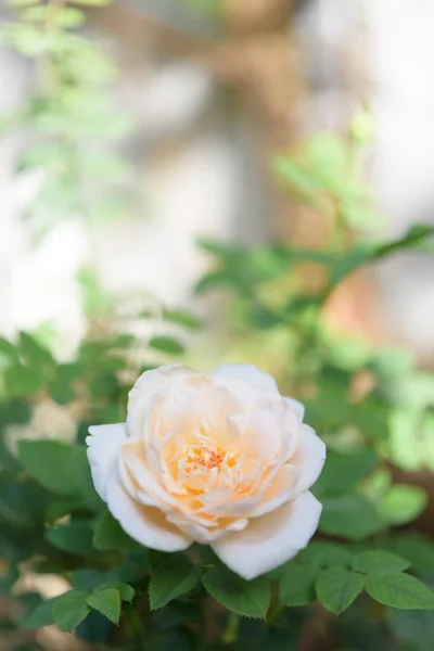 Beautiful Yellow Rose Flower Morning Sun Light Outdoor Garden — Stock Photo, Image