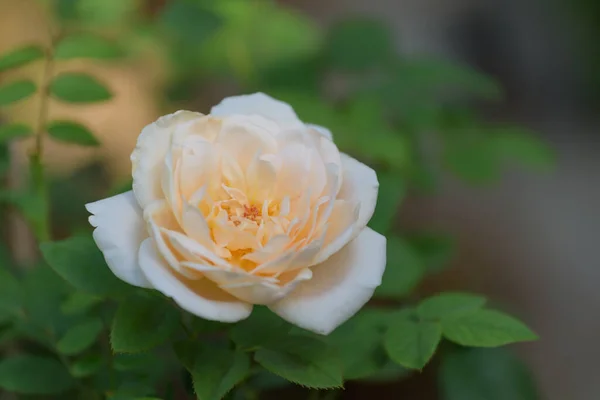 Όμορφο Κίτρινο Τριαντάφυλλο Λουλούδι Πρωινό Φως Στον Κήπο — Φωτογραφία Αρχείου