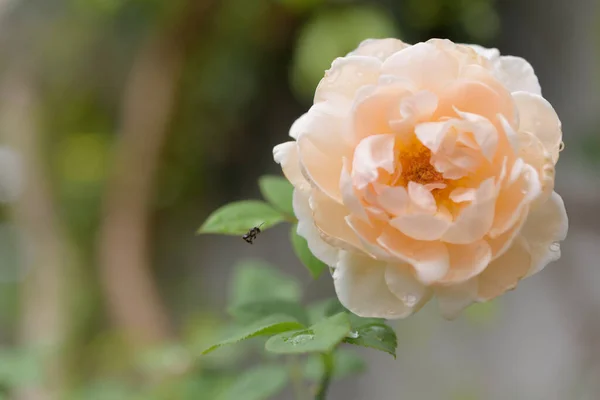 Цветок Апельсиновой Розы Каплей Воды После Дождя Открытом Саду — стоковое фото