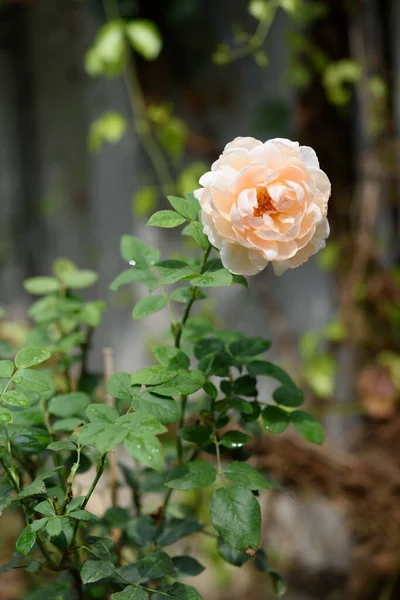 Beautiful Orange Rose Flower Water Drop Rain Outdoor Garden — Stock Photo, Image