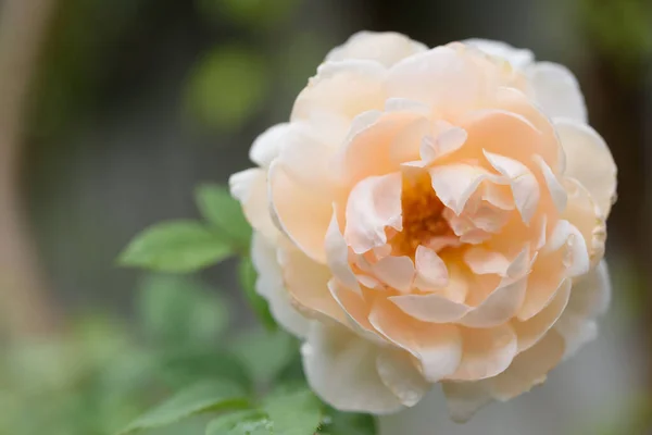 Schöne Orangefarbene Rosenblüte Mit Wassertropfen Nach Regen Garten — Stockfoto