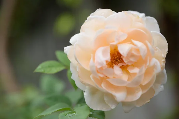 Belle Fleur Rose Orange Avec Goutte Eau Après Pluie Dans — Photo