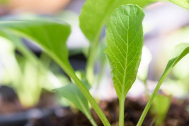 Çin lahanası-Pai Tsai ya da Brassica chinensis Jusl var parachinensis (Bailey) otunu beyaz arka plan, sağlıklı beslenme ve yaşam için kullanırlar.