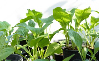 Çin lahanası-Pai Tsai ya da Brassica chinensis Jusl var parachinensis (Bailey) otunu beyaz arka plan, sağlıklı beslenme ve yaşam için kullanırlar.