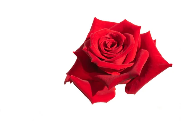 Hermosa Flor Rosa Roja Aislada Sobre Fondo Blanco — Foto de Stock