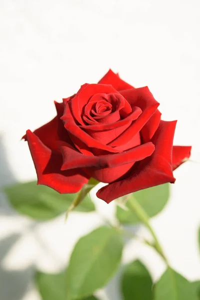 Hermosas Rosas Rojas Florecen Jardín Sobre Fondo Blanco — Foto de Stock