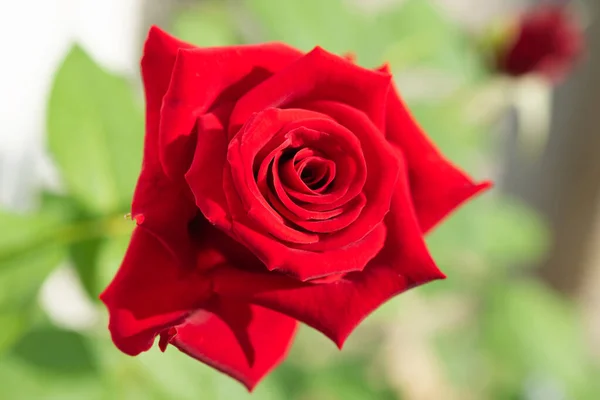 Hermosas Rosas Rojas Florecen Jardín Con Fondo Verde Borroso — Foto de Stock