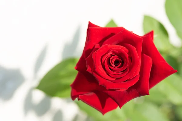 Hermosas Rosas Rojas Florecen Jardín Sobre Fondo Blanco — Foto de Stock