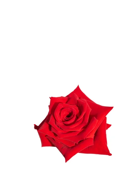 Beautiful Red Roses Flower Isolated White Background — Stock Photo, Image