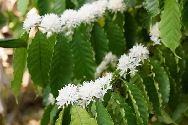 Kahvi Puu Valkoinen Väri Kukka Kukka Vihreät Lehdet Puutarhassa — kuvapankkivalokuva