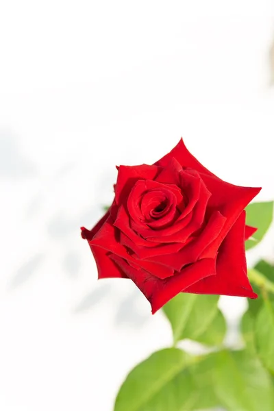 白い背景の上の庭の美しい赤いバラの花 — ストック写真