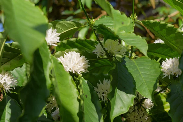 Кофейное Дерево Цветком Белого Цвета Зелеными Листьями Саду — стоковое фото
