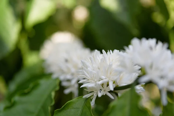 Кофейное Дерево Цветком Белого Цвета Зелеными Листьями Саду — стоковое фото