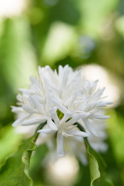 Coffee Tree White Color Flower Blossom Green Leaves Garden — Stock Photo, Image