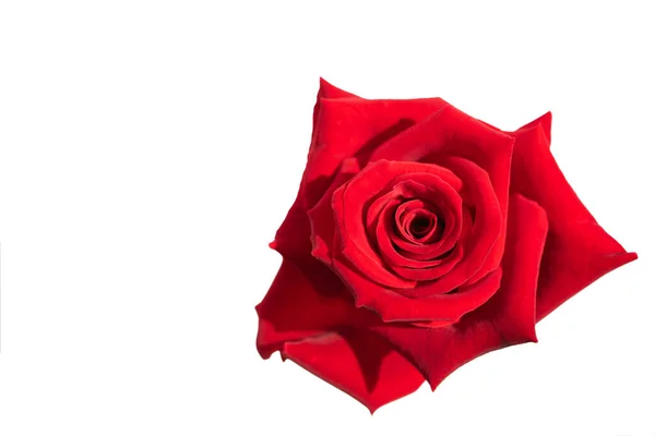 Hermosas Rosas Rojas Flor Aislada Sobre Fondo Blanco —  Fotos de Stock