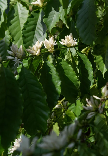 Coffee Tree White Color Flower Blossom Green Leaves Garden — Stock Photo, Image
