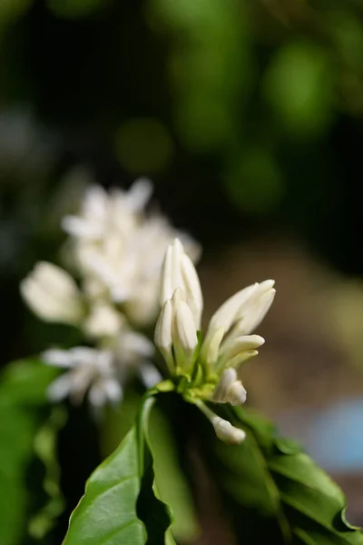 Coffee Tree White Color Flower Blossom Green Leaves Garden — Stock Photo, Image