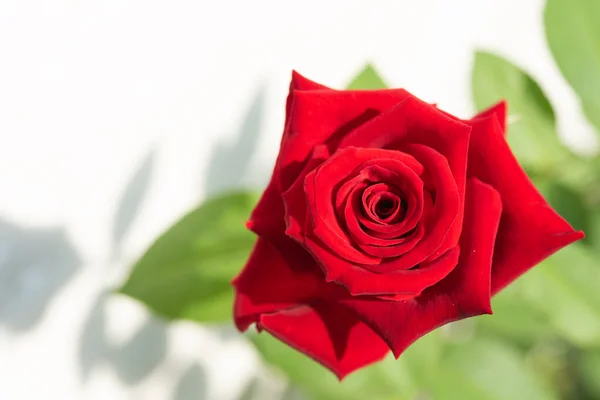 Schöne Rote Rosen Blühen Garten Vor Weißem Hintergrund lizenzfreie Stockbilder