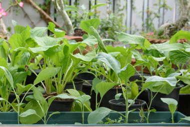 Ev bitkisi Çin lahanası-PAI TSAI veya Brassica chinensis Jusl var parachinensis (Bailey) bahçedeki esrar, sağlıklı yiyecek ve yaşam üzerine