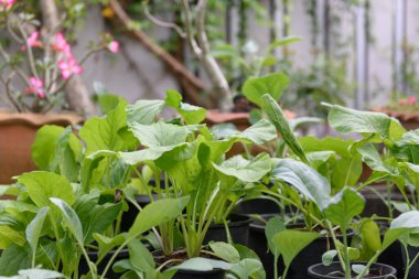 Ev bitkisi Çin lahanası-PAI TSAI veya Brassica chinensis Jusl var parachinensis (Bailey) bahçedeki esrar, sağlıklı yiyecek ve yaşam üzerine