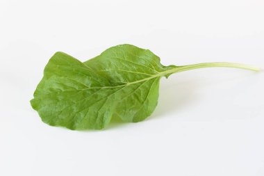 Beyaz arka plan üzerinde kök izole edilmiş Çin lahanası-PAI TSAI veya Brassica chinensis Jusl var parachinensis (Bailey)