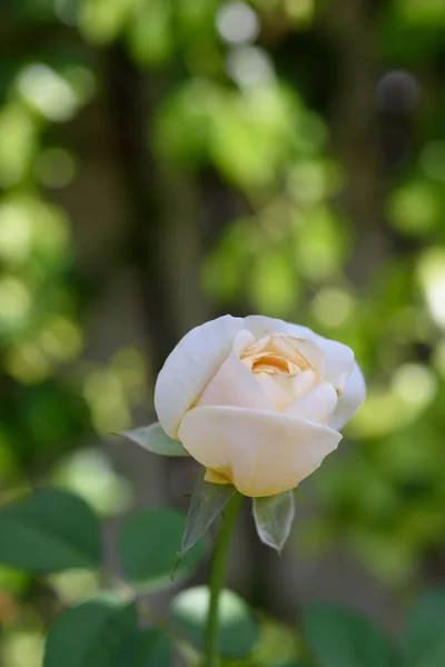 Beautiful Yellow Rose Flower Morning Sun Light Outdoor Garden — Stock Photo, Image
