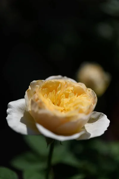 Όμορφο Κίτρινο Τριαντάφυλλο Λουλούδι Πρωινό Φως Στον Κήπο — Φωτογραφία Αρχείου