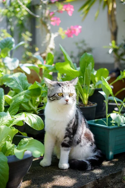 Gato Bonito Encantador Com Belos Olhos Amarelos Sentar Legumes Repolho — Fotografia de Stock