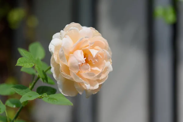 Όμορφο Πορτοκαλί Τριαντάφυλλο Λουλούδι Σταγόνα Νερό Μετά Βροχή Στον Εξωτερικό — Φωτογραφία Αρχείου