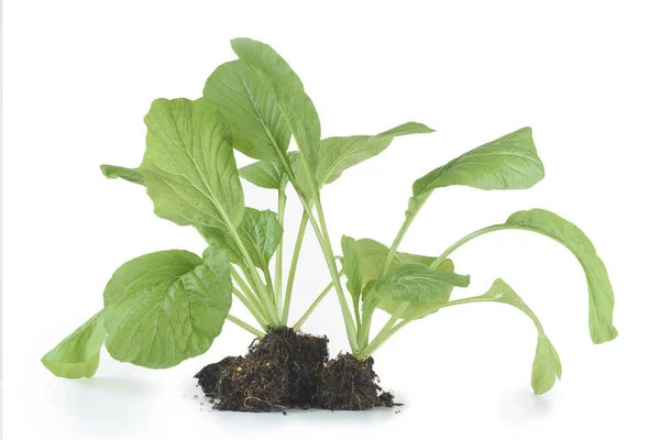 Home Plant Chinese Cabbage Pai Tsai Brassica Chinensis Jusl Var — Φωτογραφία Αρχείου