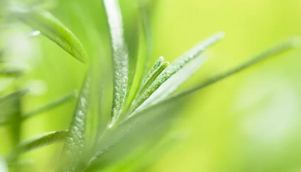 Fresh Rosmary Bunch Yellow Blurred Background — Stock Photo, Image