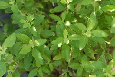 Kutsal fesleğen, yeşil bahçe arka planında Ocimum Mabet, Tayland bitkileri, baharatlar ve yemek malzemeleri için kullanışlı.