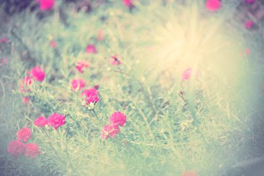 Purslane, Verdolaga, Pigweed, Little Hogweed, Pusley güzel çiçek tarlası arka planı güneşli bir günde, retro filtre